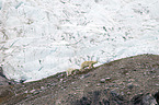 walking Ice Bears