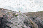 walking Ice Bears