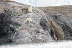 walking Ice Bears