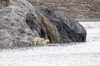 Ice Bears