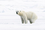 female ice bear
