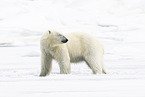 female ice bear