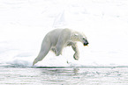 female ice bear