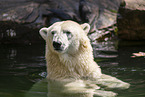 polar bear