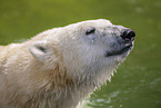 polar bear