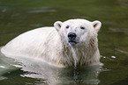 polar bear