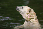 polar bear