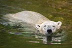 polar bear