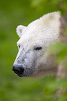 polar bear