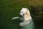 polar bear