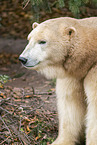 ice bear