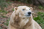 ice bear
