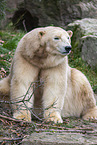 ice bear