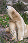 ice bear