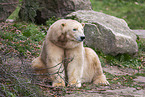 ice bear