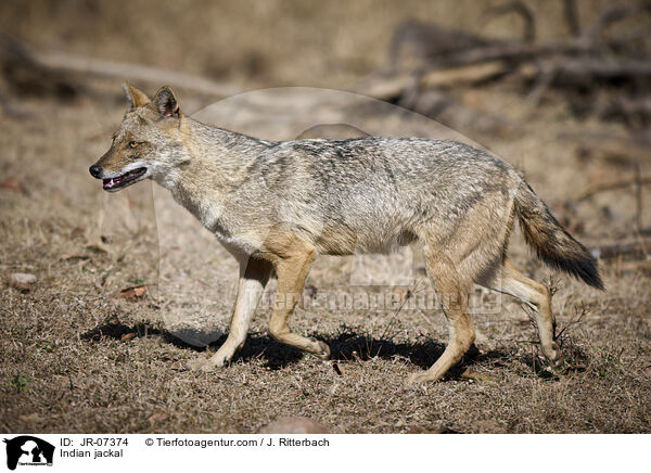 Indischer Goldschakal / Indian jackal / JR-07374