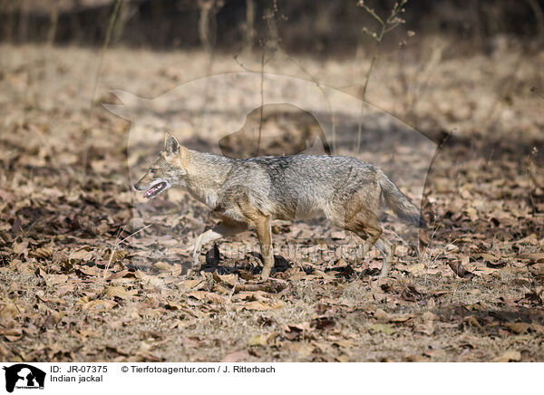 Indischer Goldschakal / Indian jackal / JR-07375