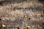 Indian jackal