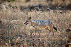 Indian jackal