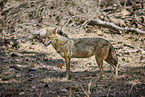 Indian jackal