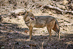 Indian jackal