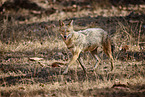 Indian jackal
