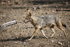 Indian jackal