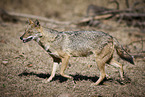 Indian jackal