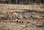 Indian jackal