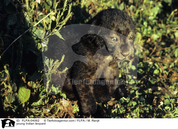 young Indian leopard / FLPA-04062