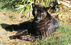 Indian leopard