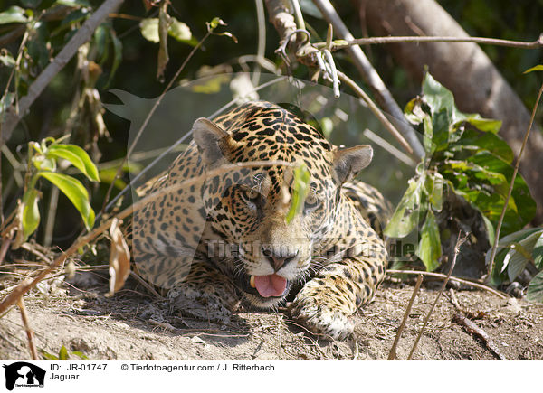 Jaguar / Jaguar / JR-01747