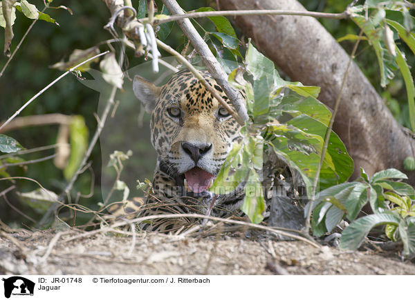 Jaguar / Jaguar / JR-01748