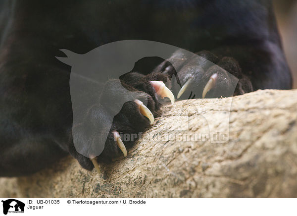 Jaguar / Jaguar / UB-01035