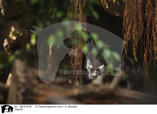 Jaguar / Jaguar / UB-01036