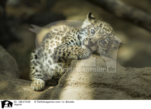 Jaguar / Jaguar / UB-01039