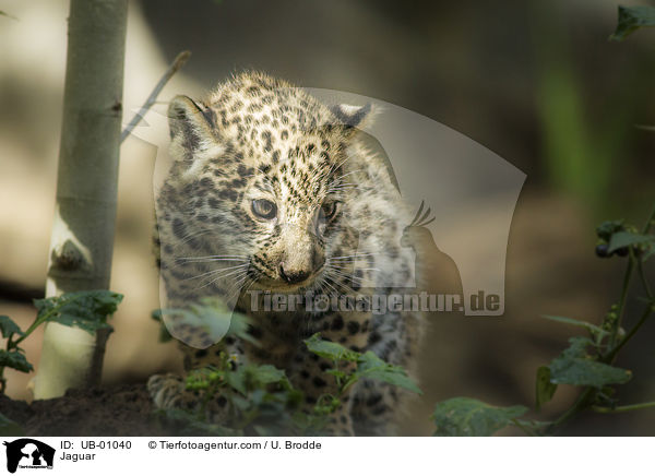 Jaguar / Jaguar / UB-01040