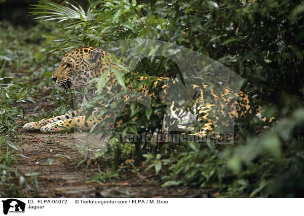 Jaguar / Jaguar / FLPA-04072