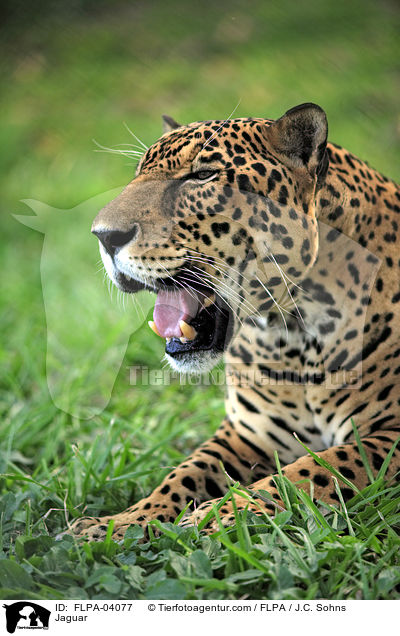 Jaguar / Jaguar / FLPA-04077