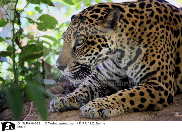 Jaguar / Jaguar / FLPA-04083