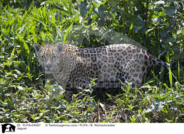 Jaguar / Jaguar / FLPA-04087