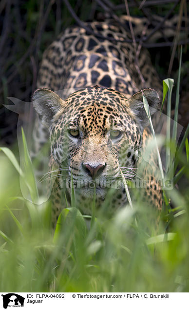 Jaguar / Jaguar / FLPA-04092