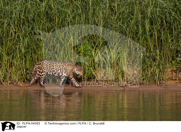 Jaguar / Jaguar / FLPA-04093