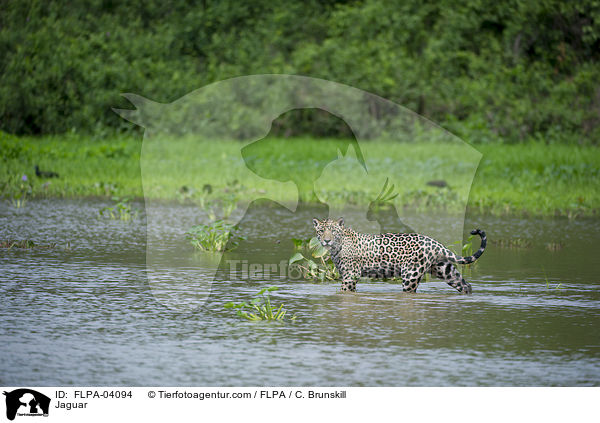 Jaguar / Jaguar / FLPA-04094