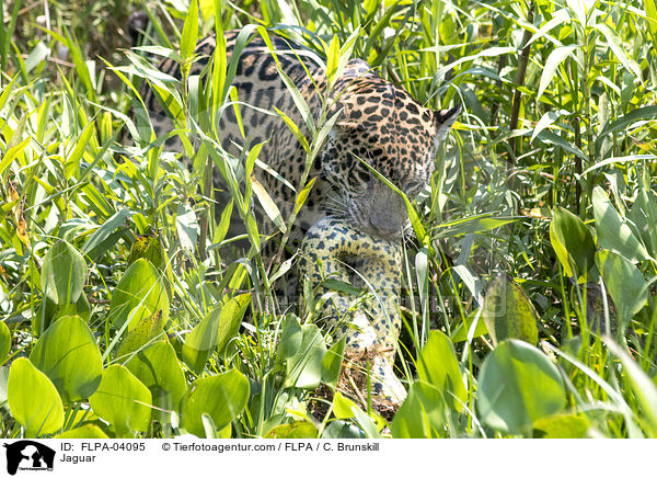 Jaguar / Jaguar / FLPA-04095