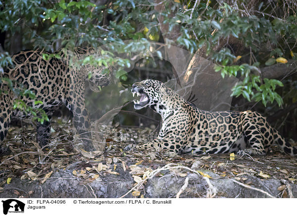 Jaguare / Jaguars / FLPA-04096