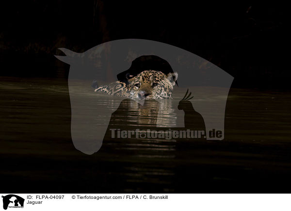 Jaguar / Jaguar / FLPA-04097