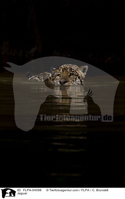 Jaguar / Jaguar / FLPA-04098