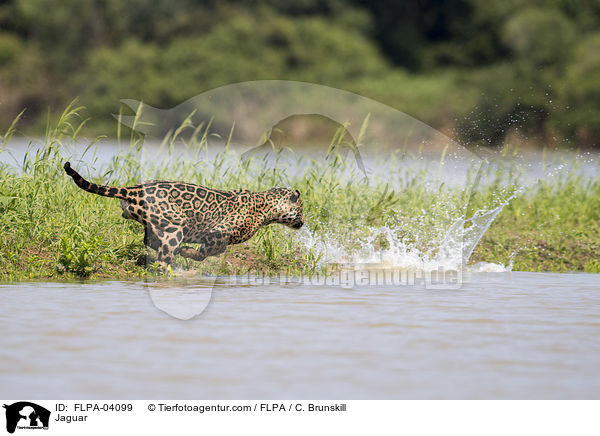Jaguar / Jaguar / FLPA-04099