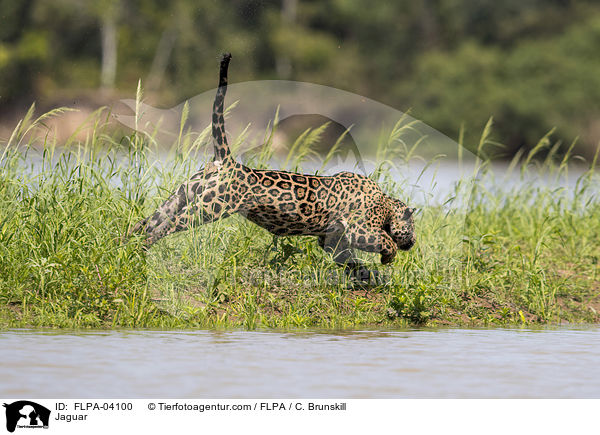 Jaguar / Jaguar / FLPA-04100